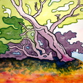 WINDSWEPT TREES